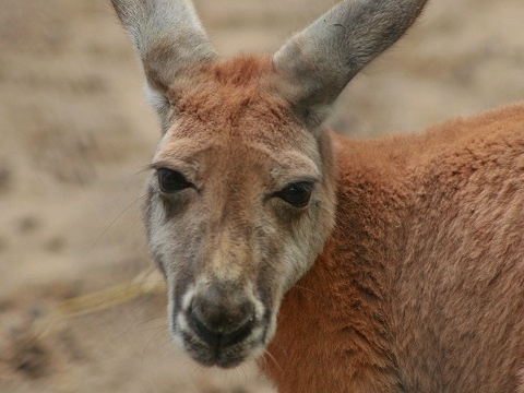Red Kangaroo