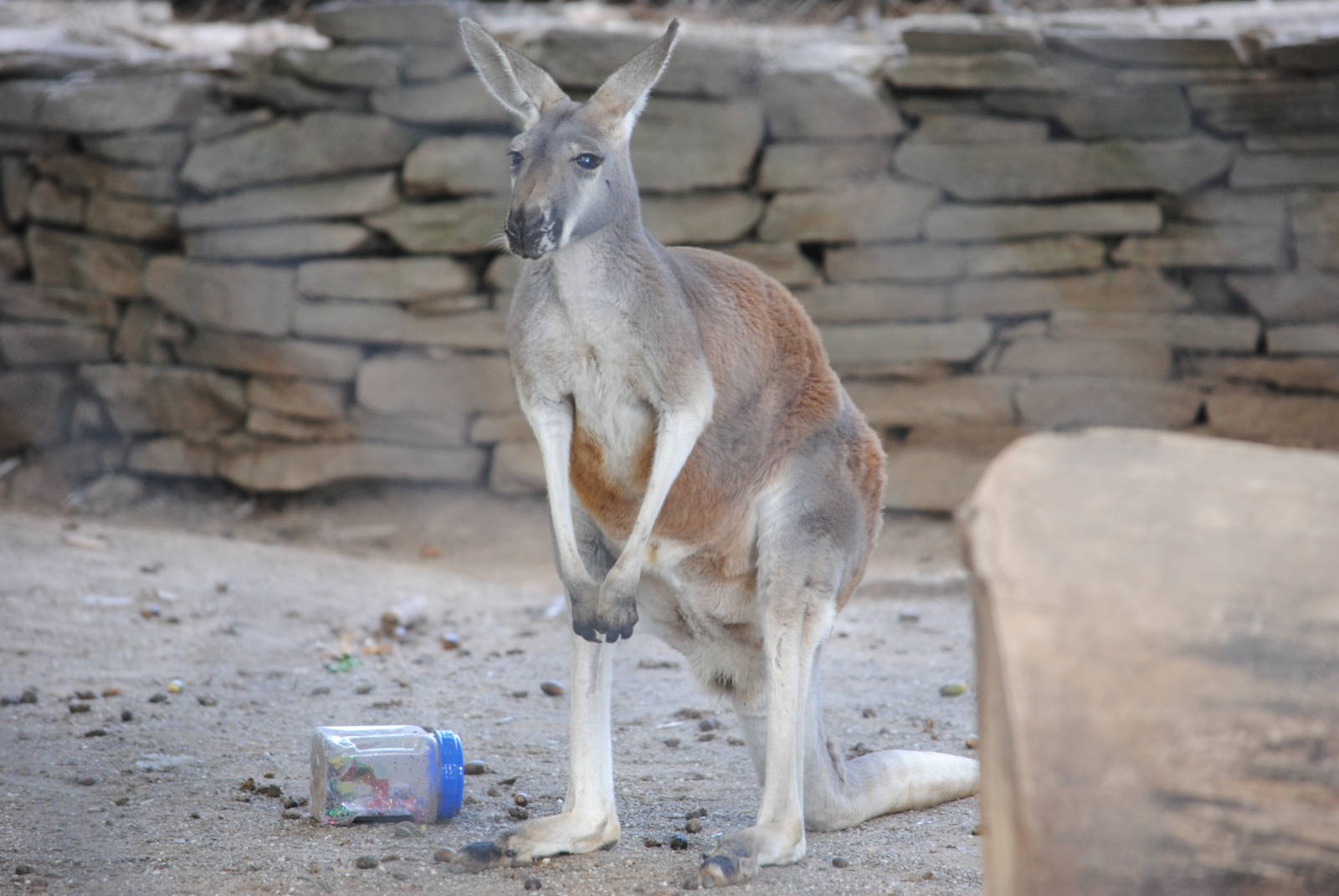 Red Kangaroo
