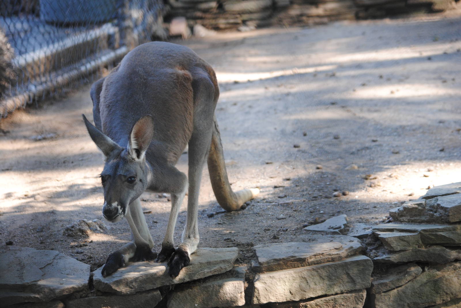 Red Kangaroo