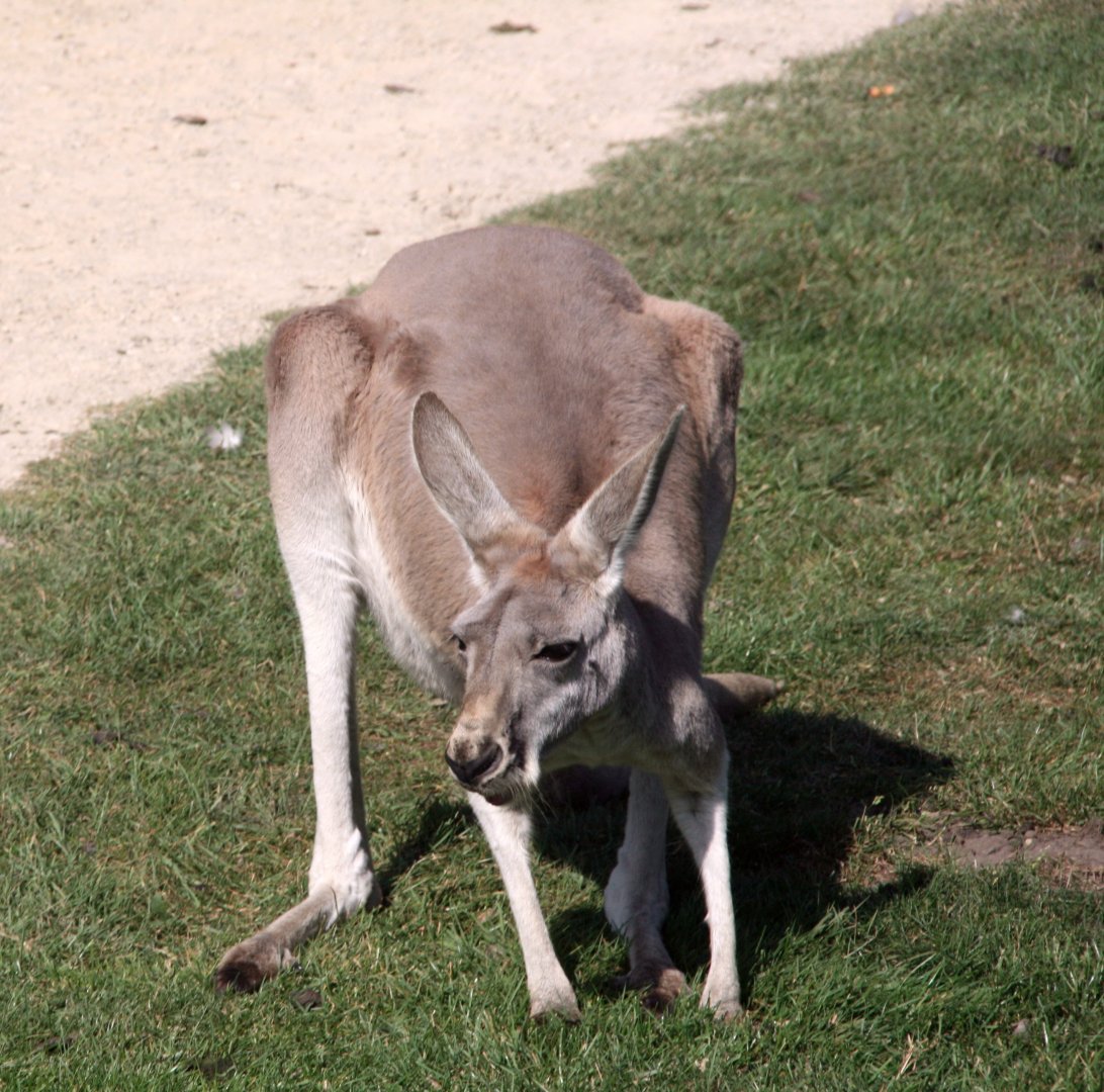 Red kangaroo