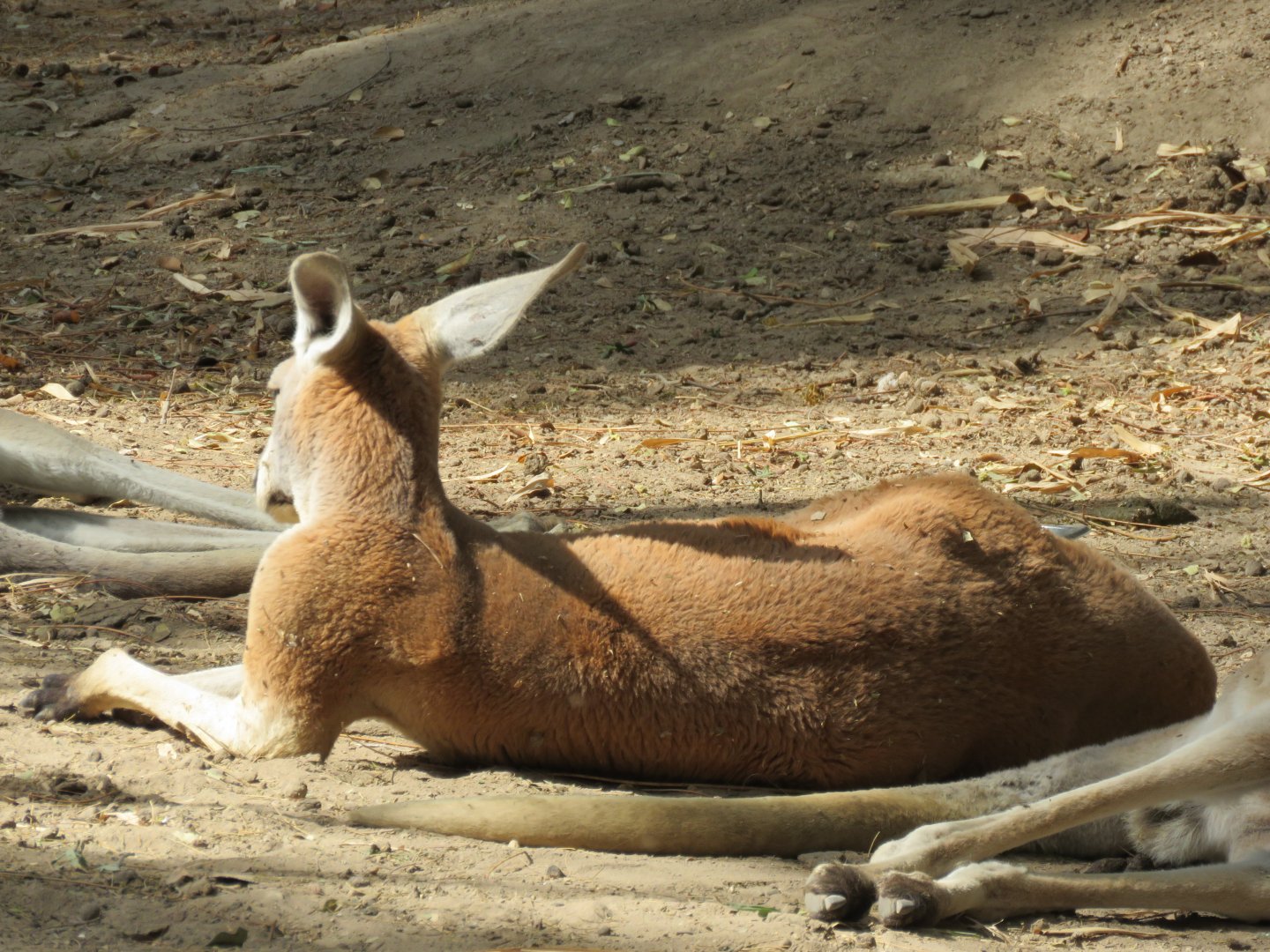 Red Kangaroo