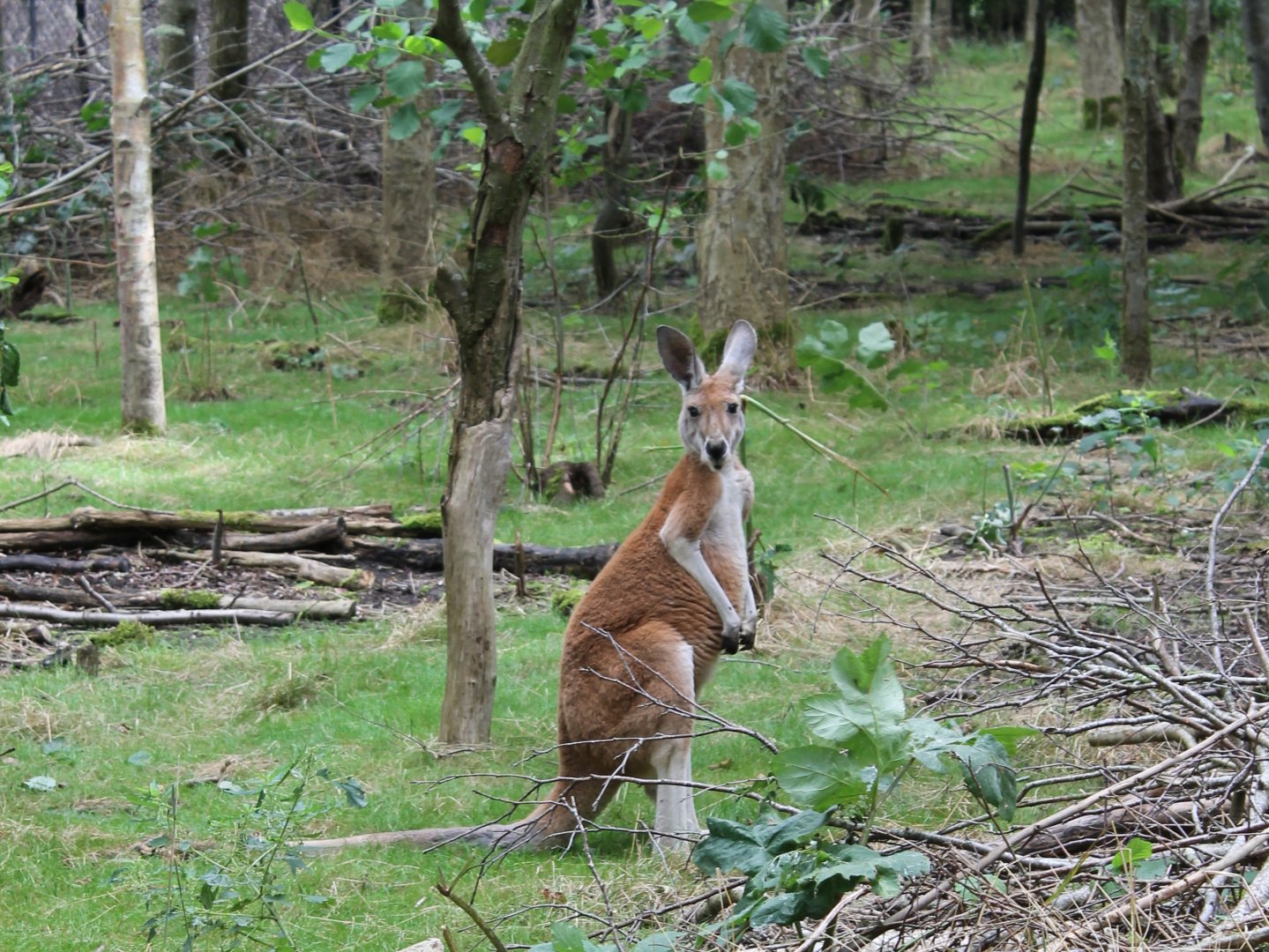 Red kangaroo