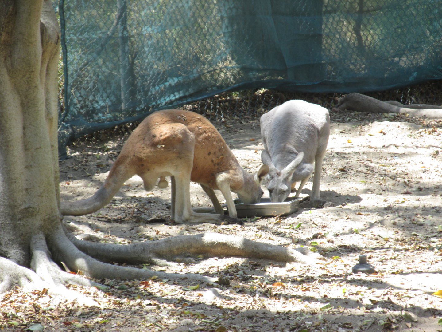 red kangaroo
