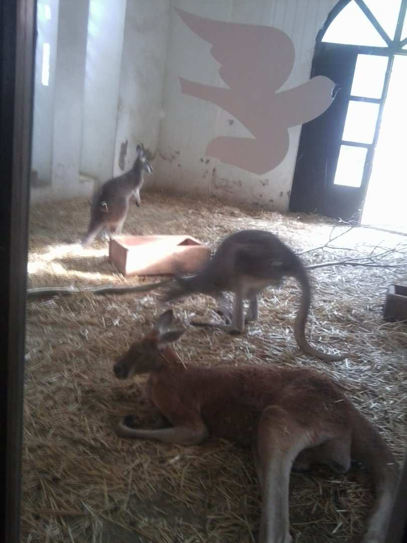 Red kangaroo