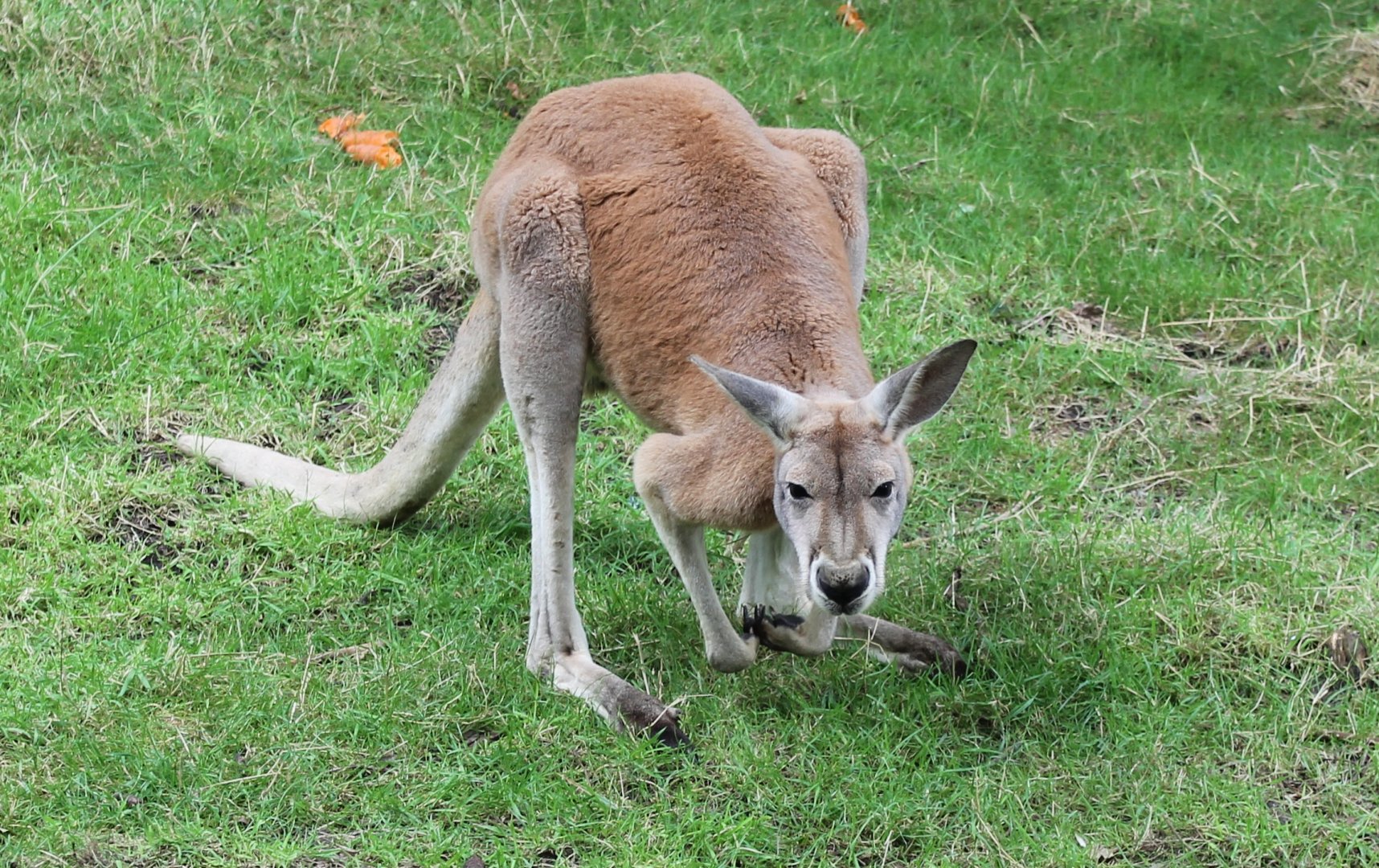 Red kangaroo