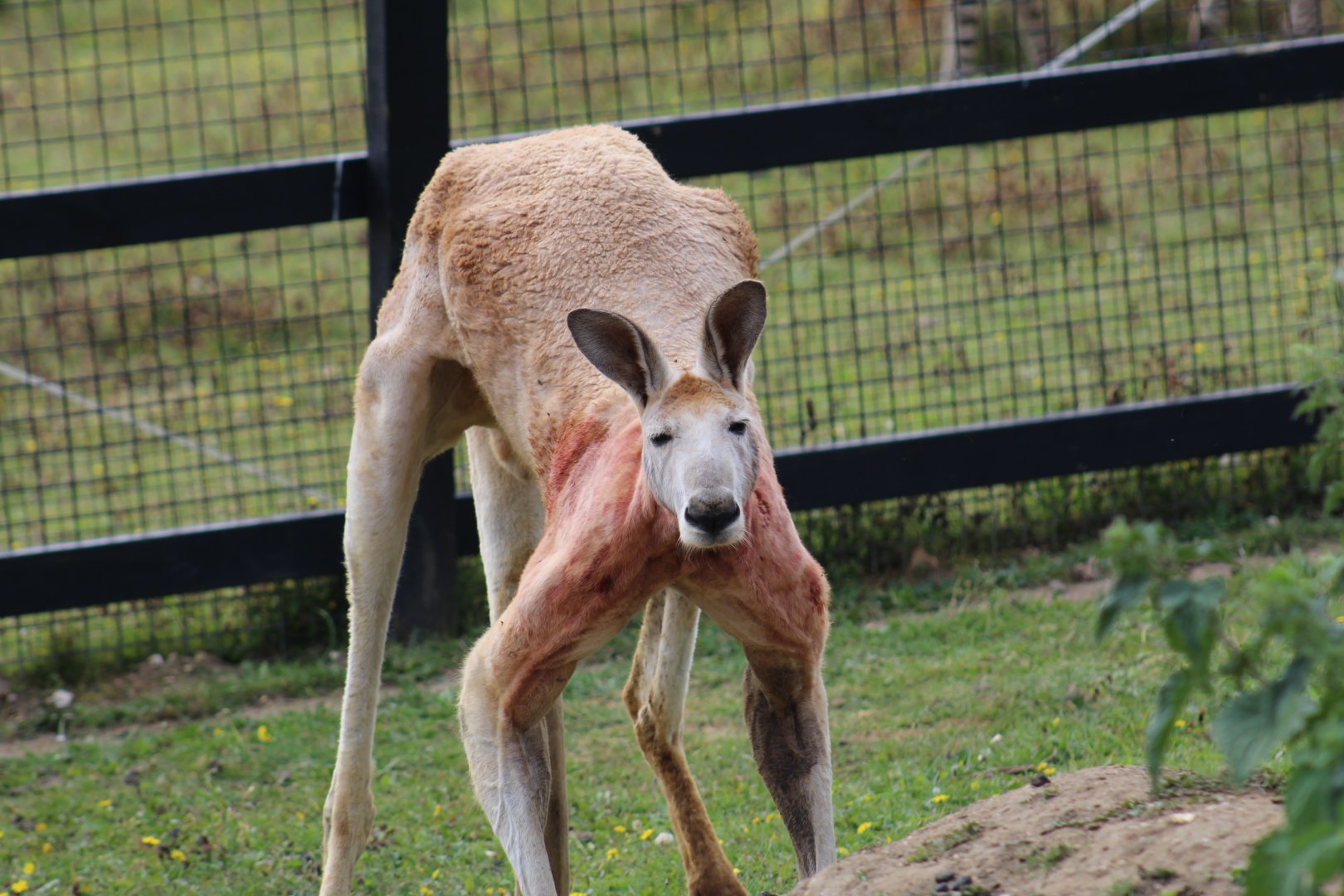 Red Kangaroo
