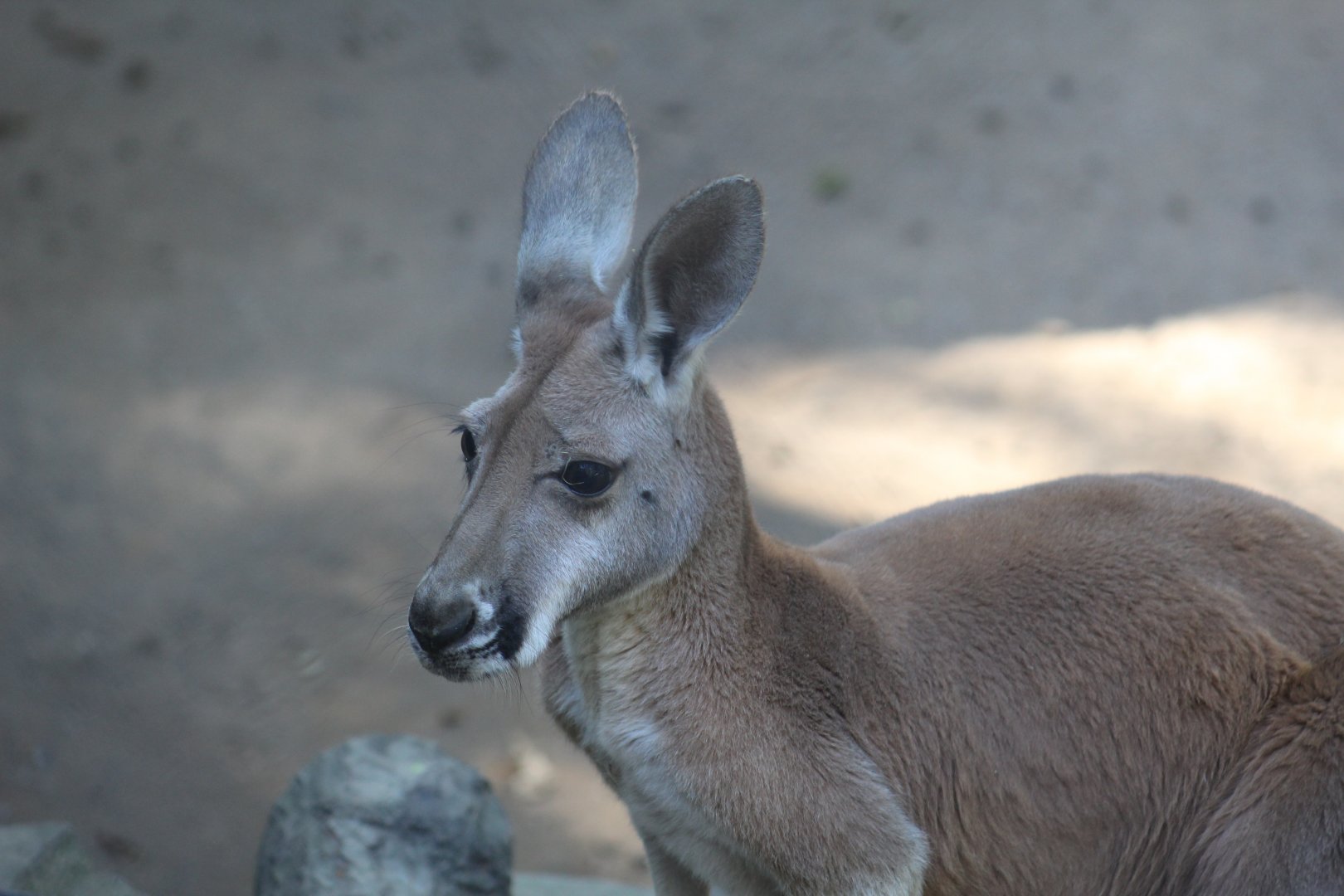 Red Kangaroo