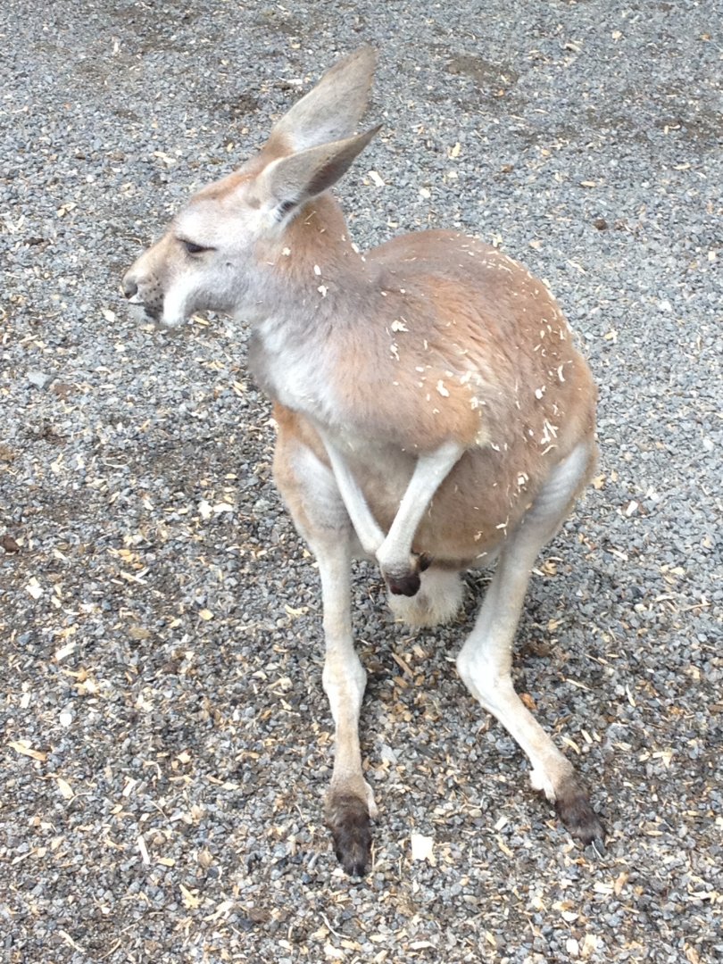 Red Kangaroo