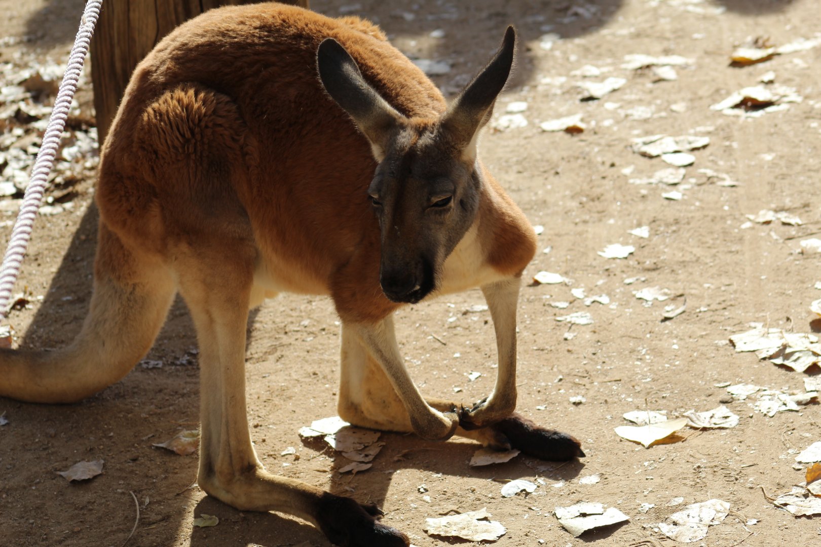 Red Kangaroo