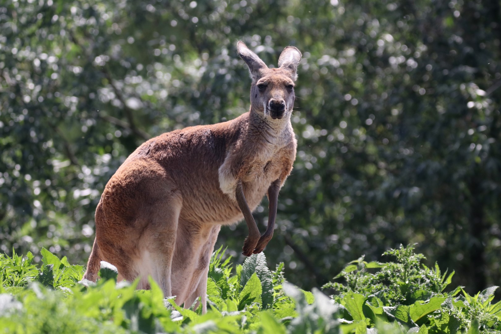 Red kangaroo