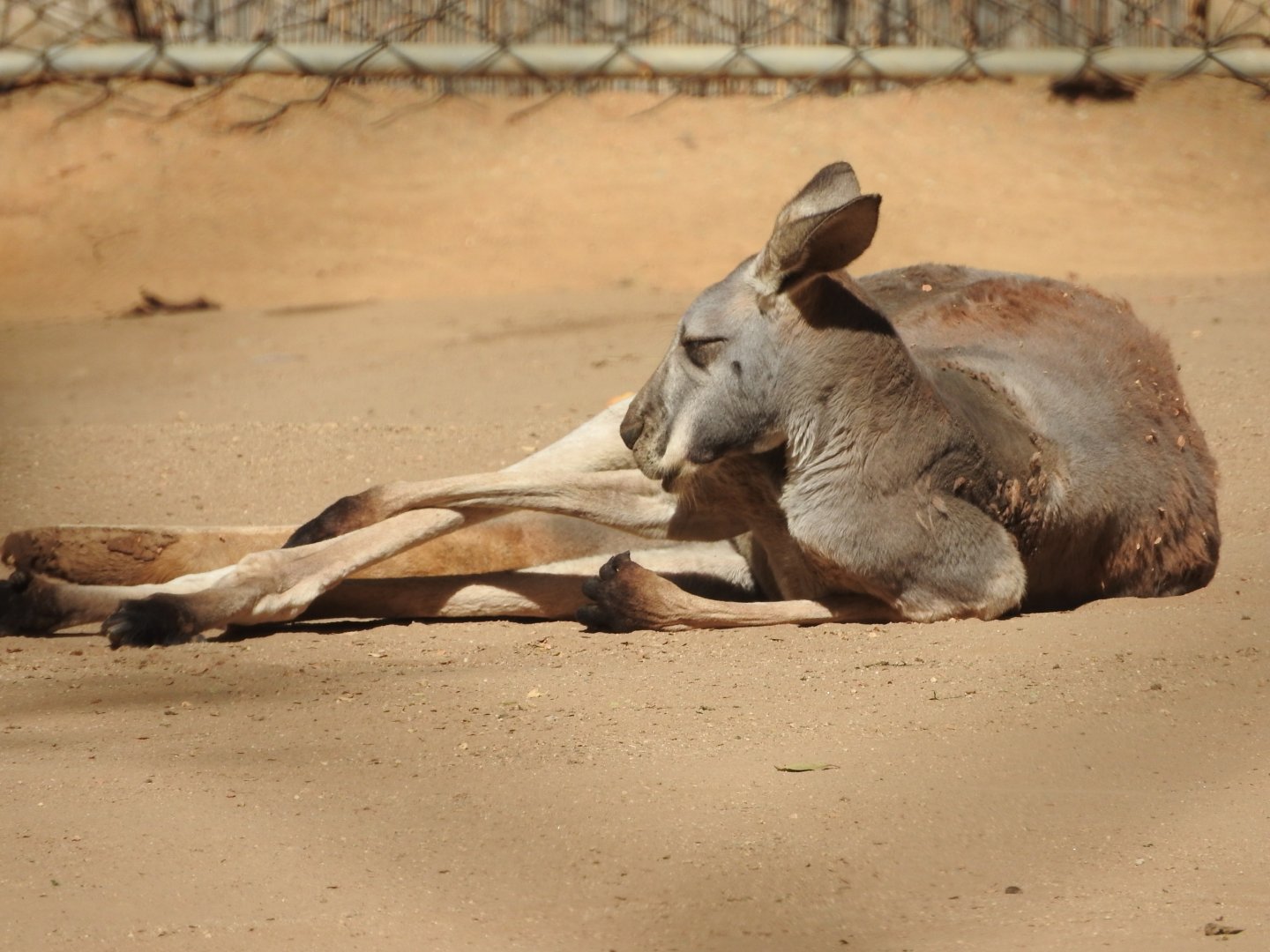 Red Kangaroo