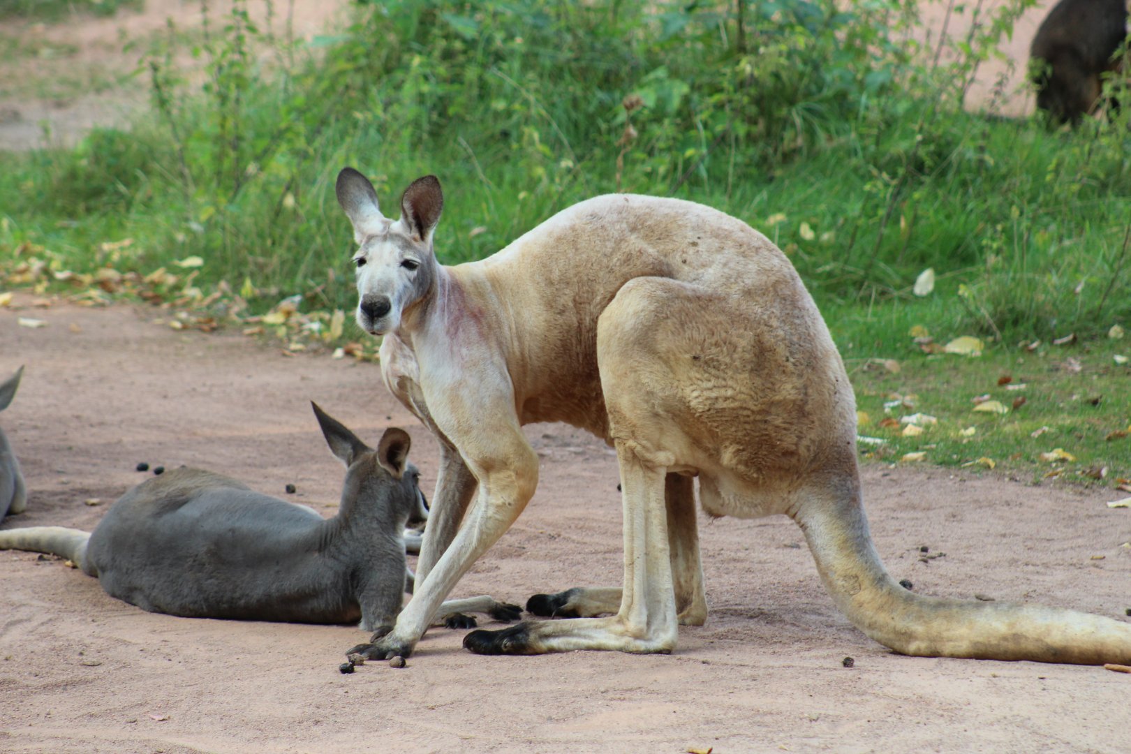 Red Kangaroo