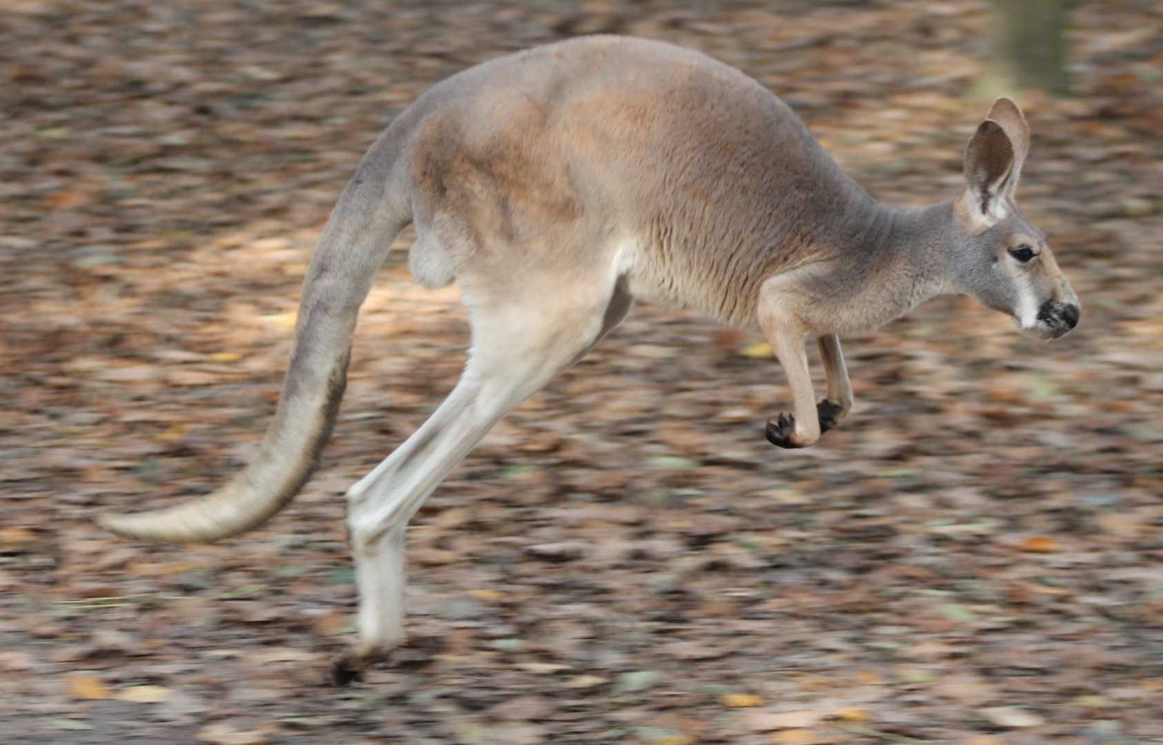 Red kangaroo