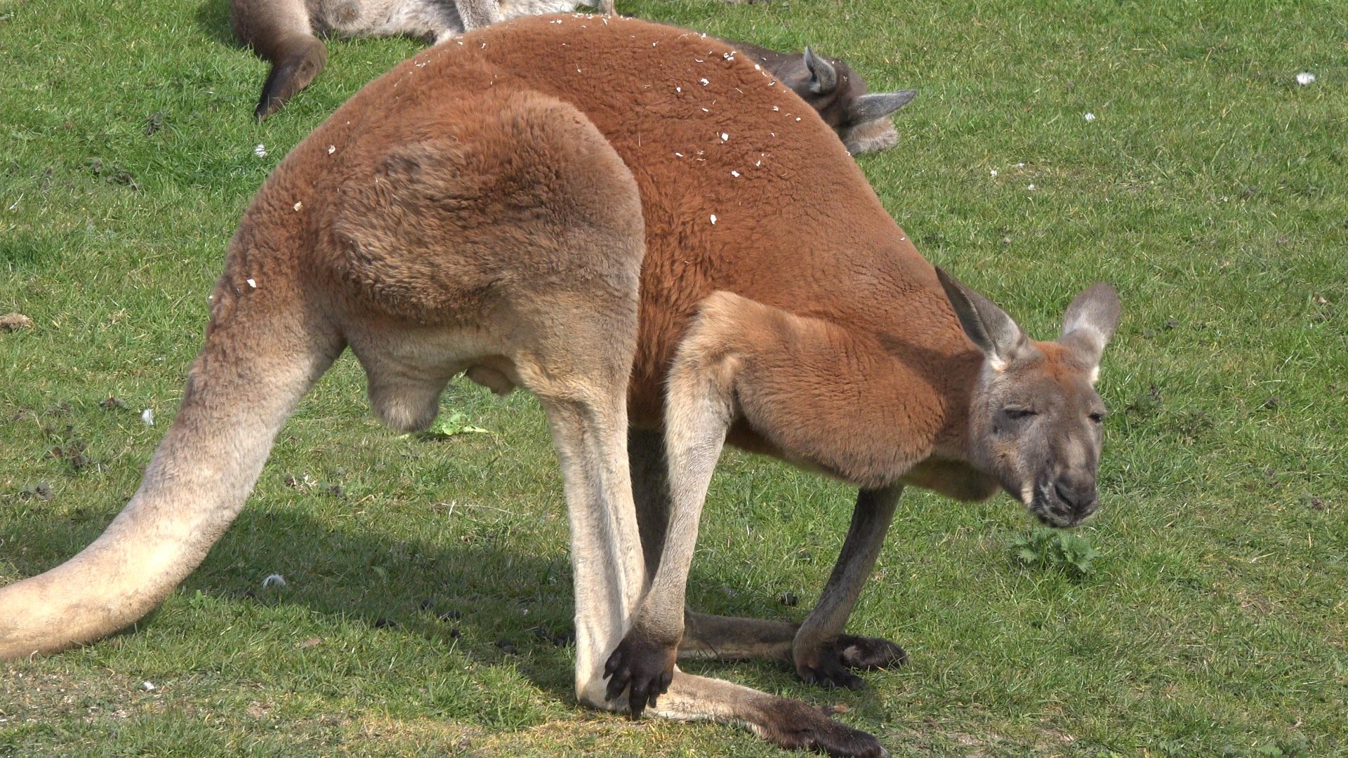 Red Kangaroo