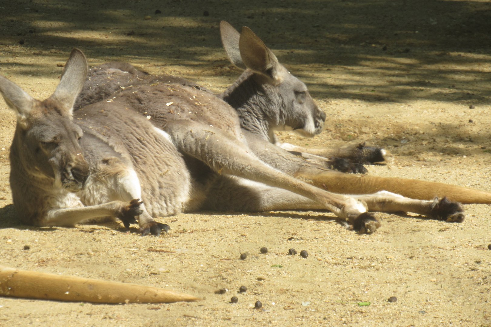red kangaroo