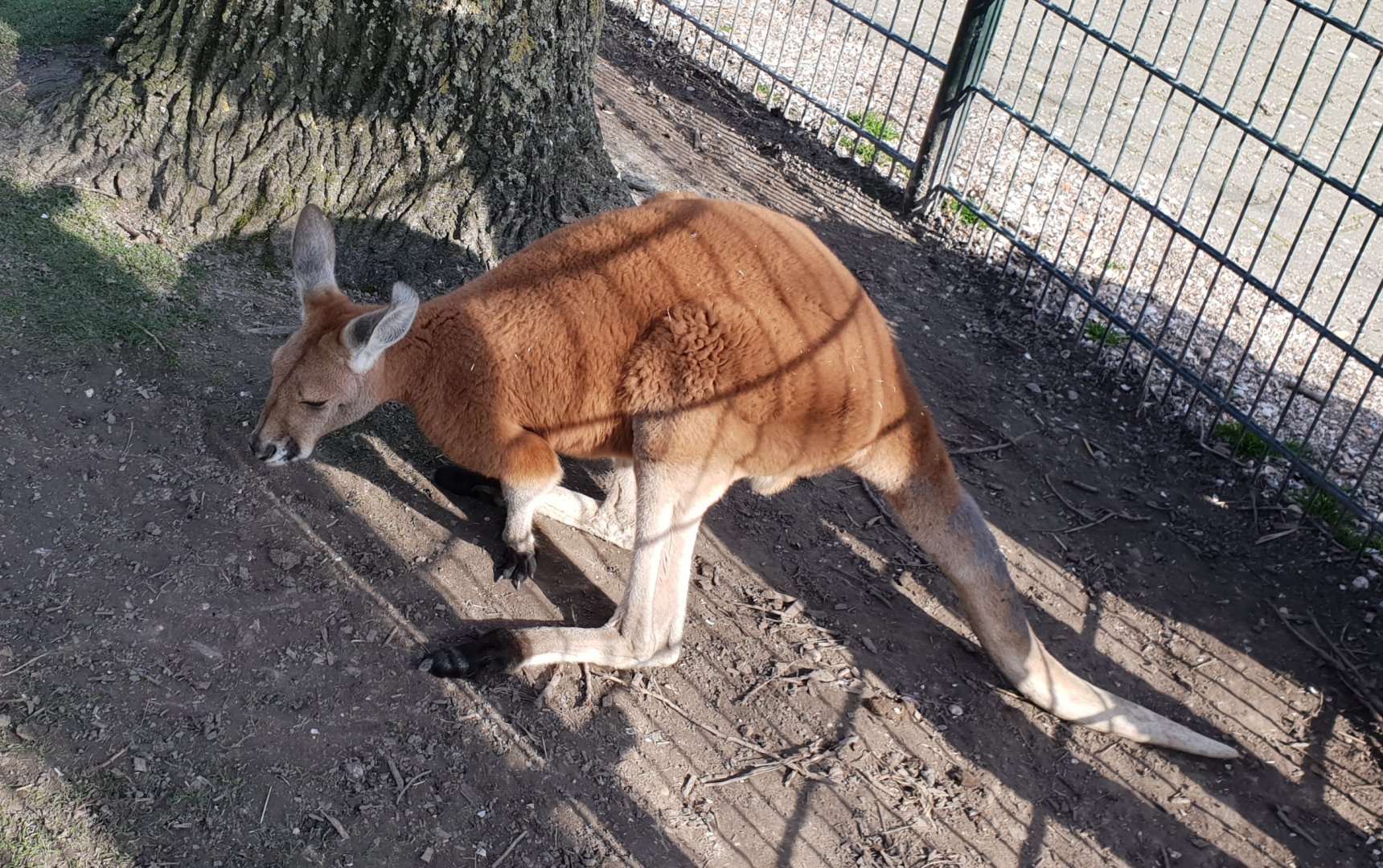 Red kangaroo