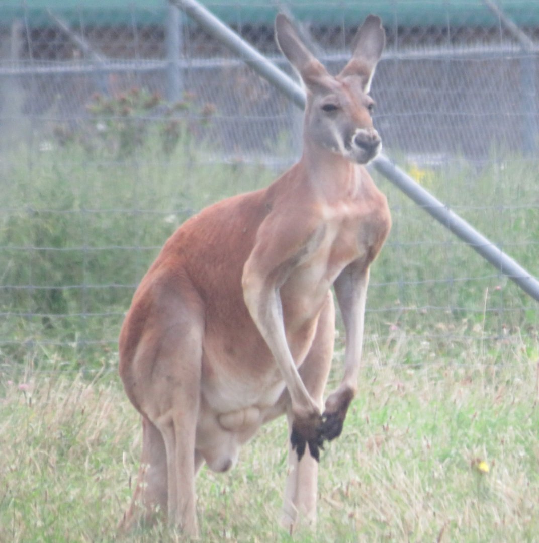 Red kangaroo