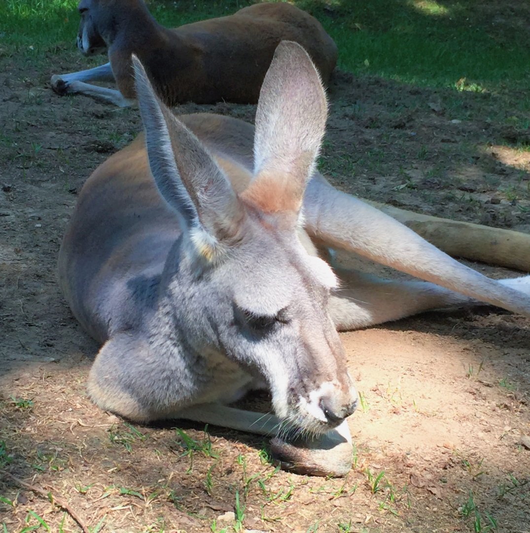Red kangaroo