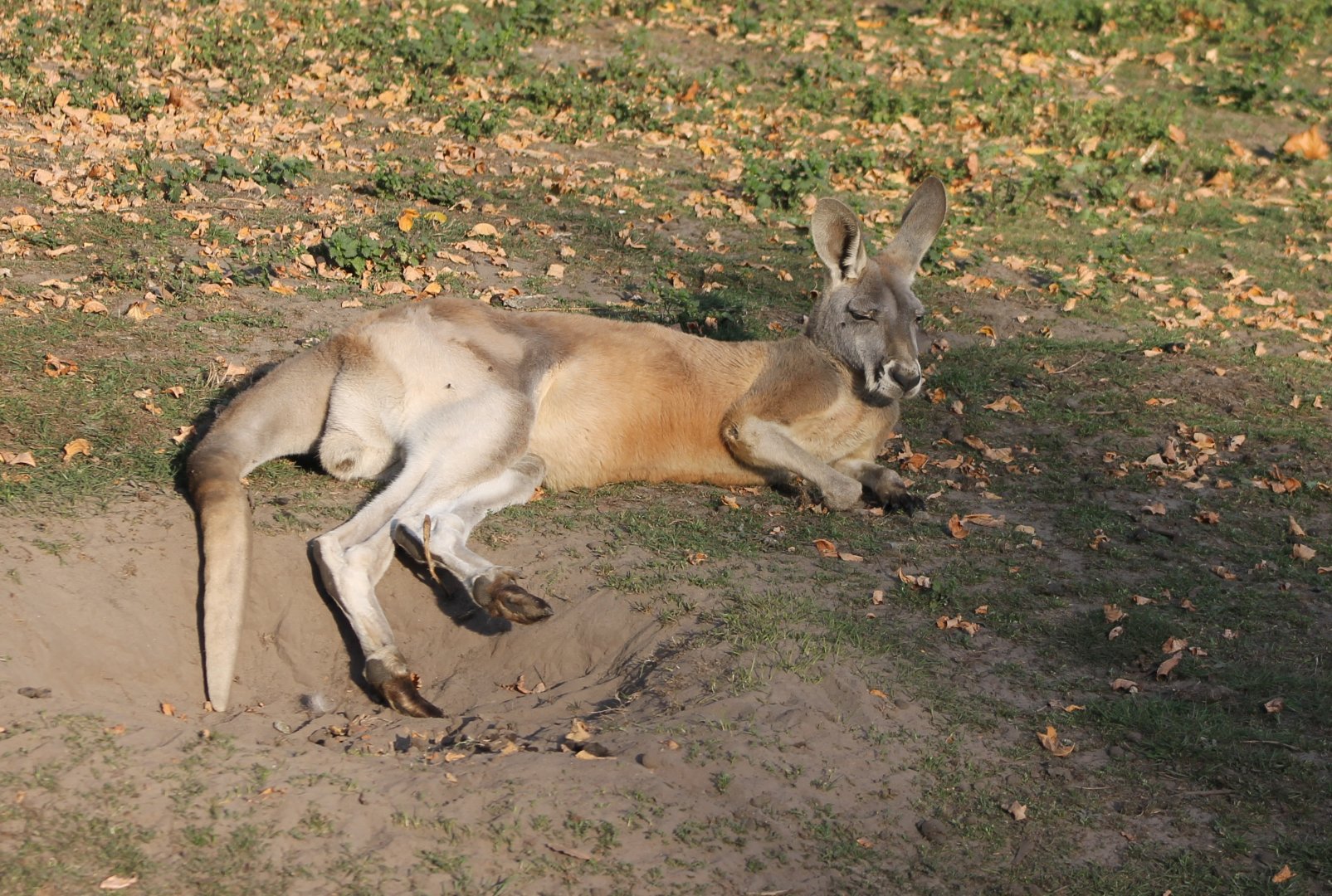 Red kangaroo