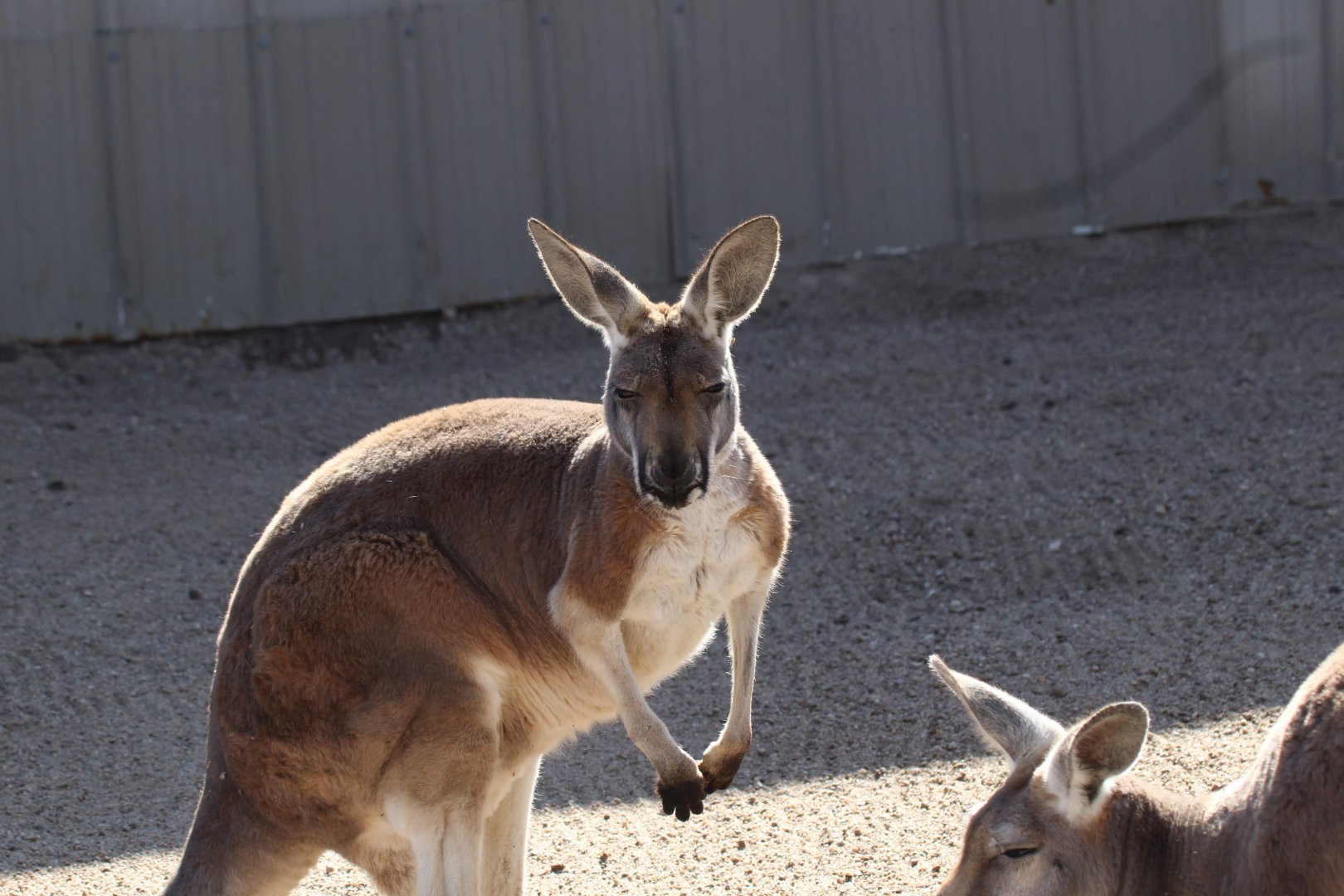 Red Kangaroo