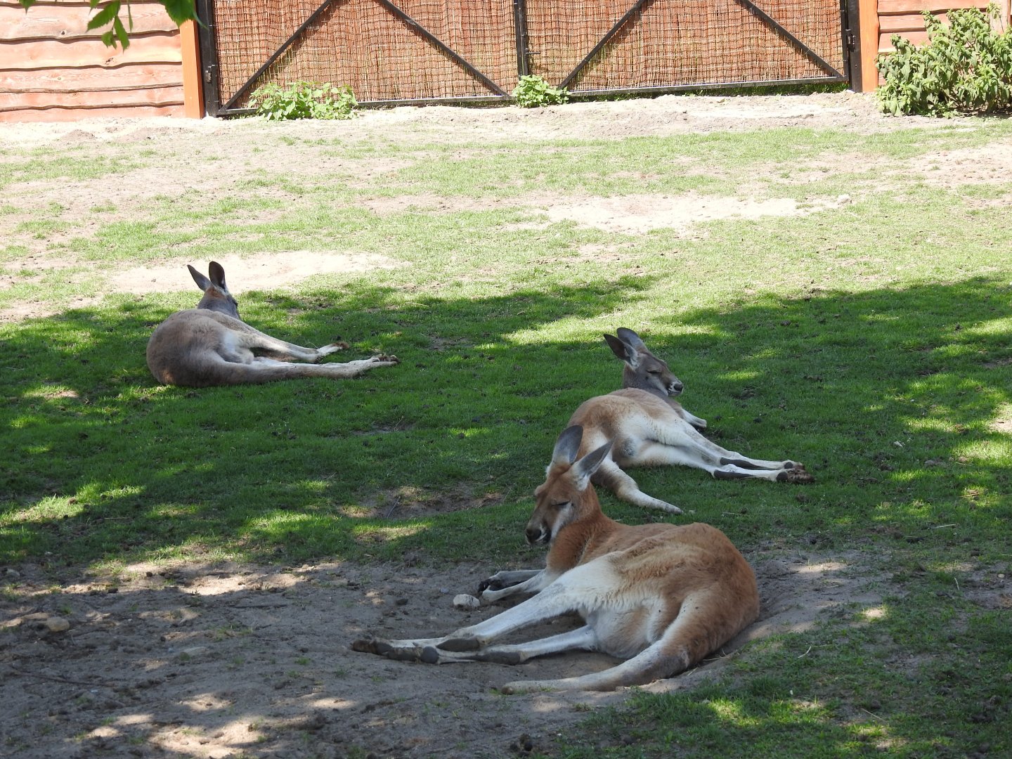 Red kangaroo