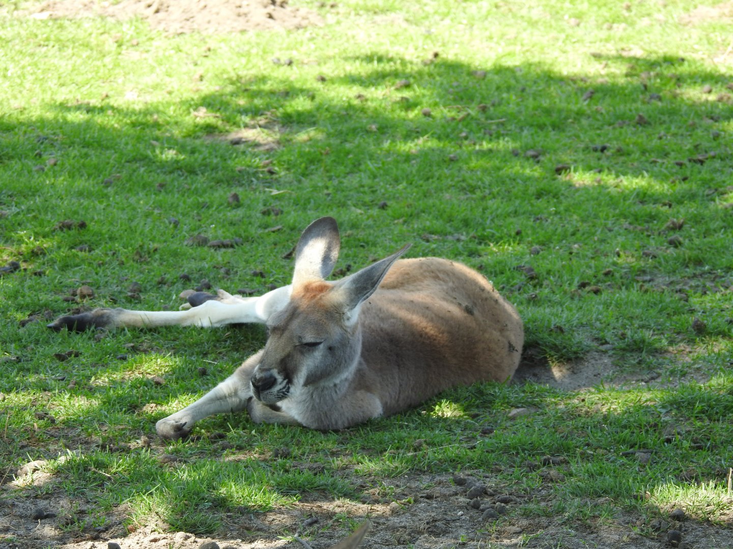 Red kangaroo