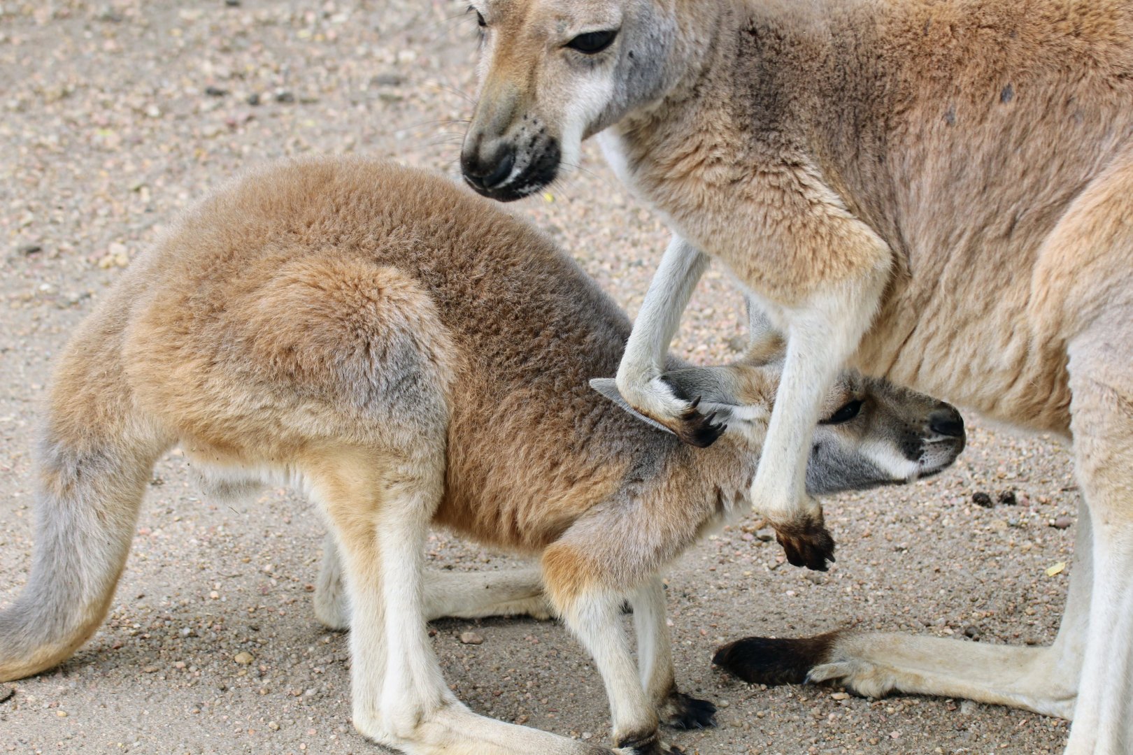 Red Kangaroo