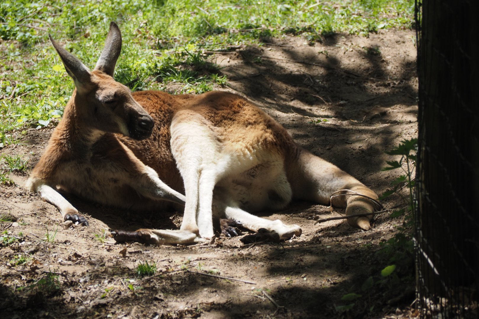 Red Kangaroo