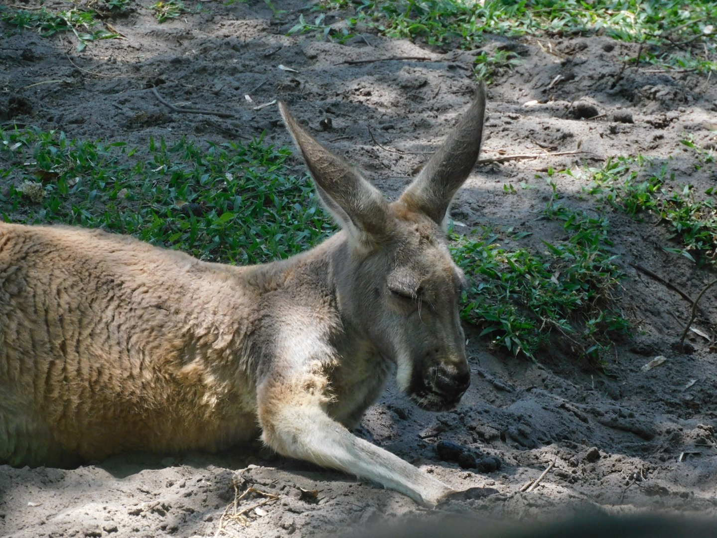 Red kangaroo