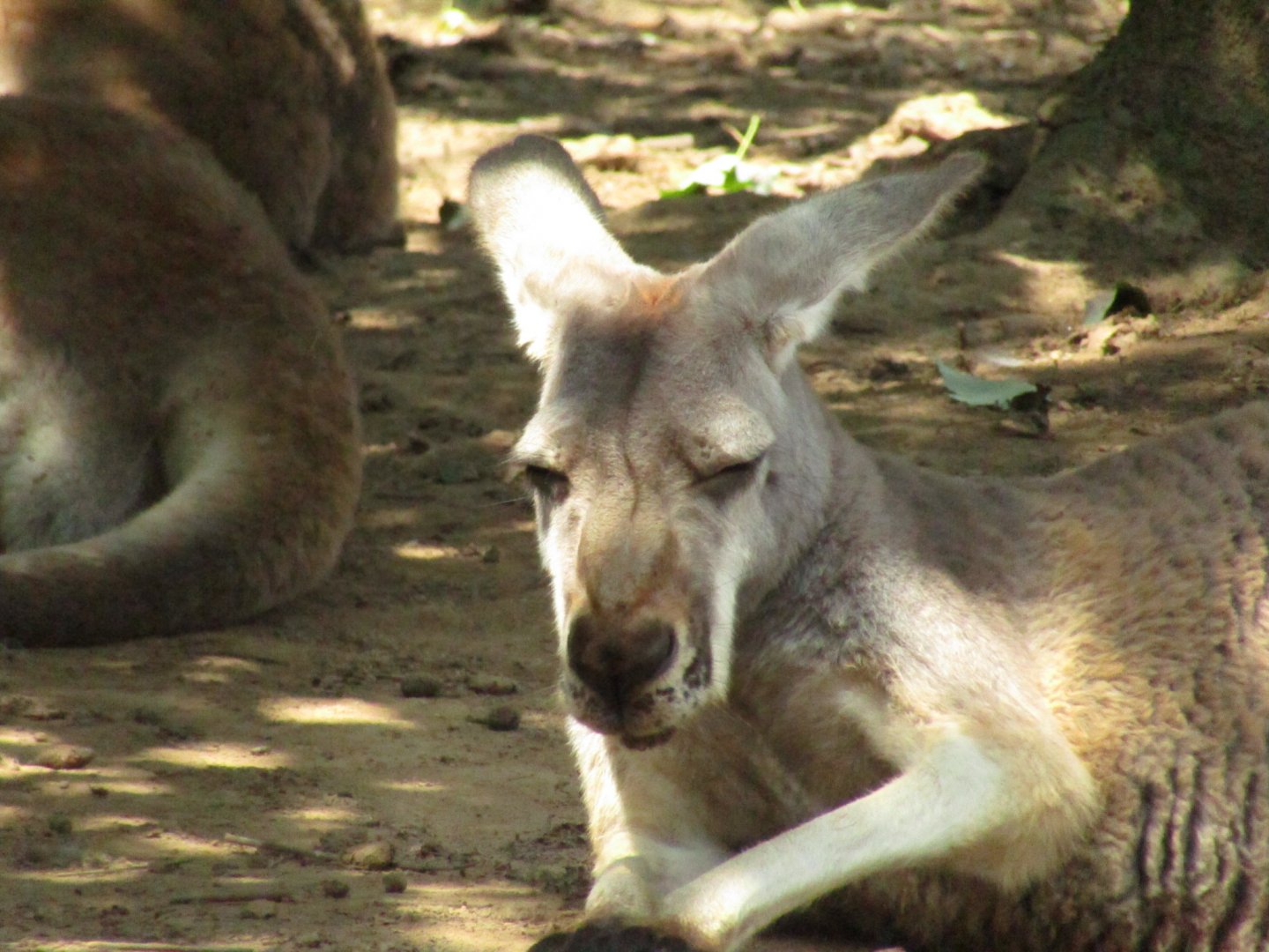 Red Kangaroo