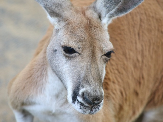 Red Kangaroo