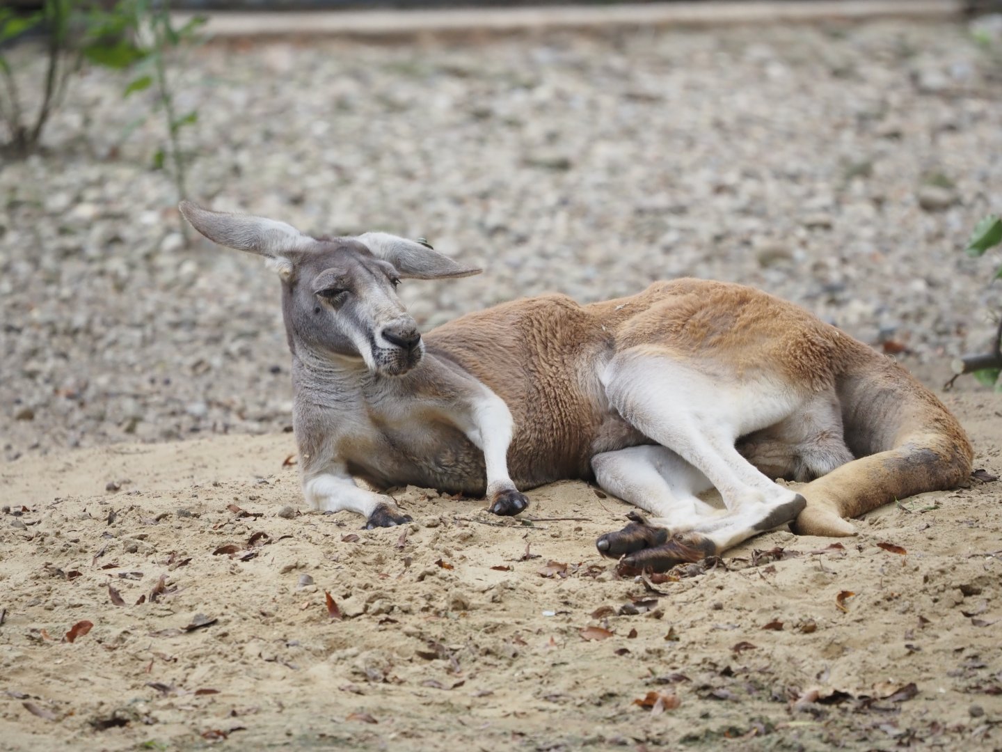 Red kangaroo