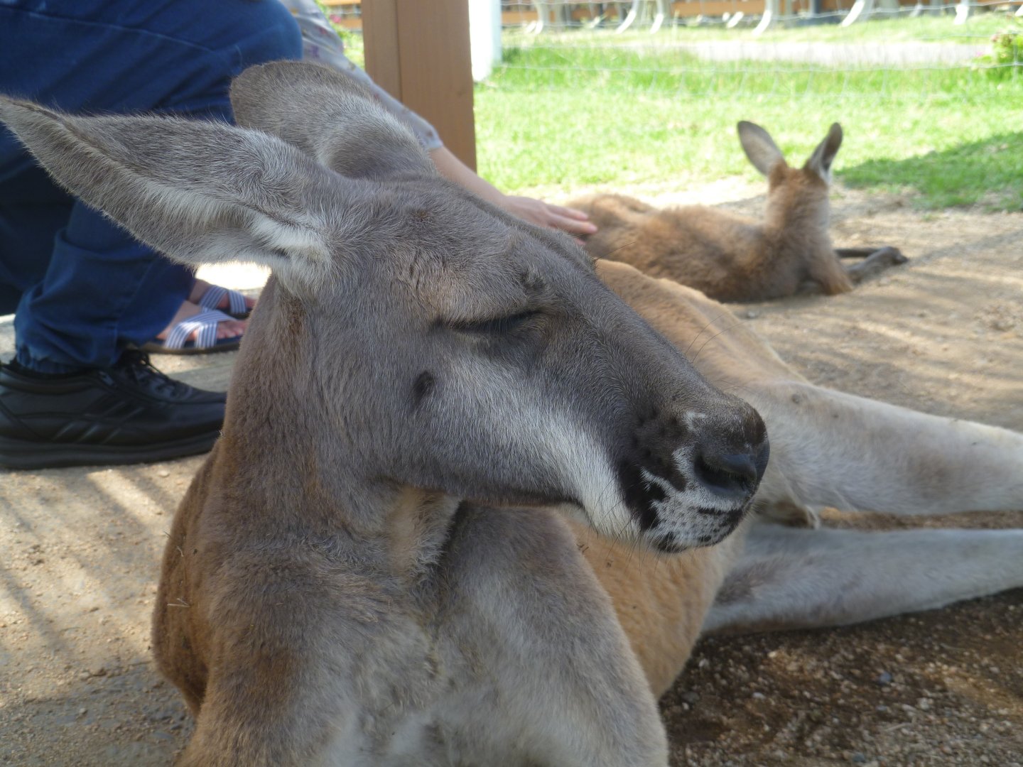red kangaroo