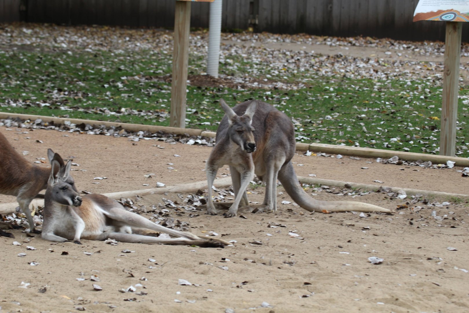 Red Kangaroo