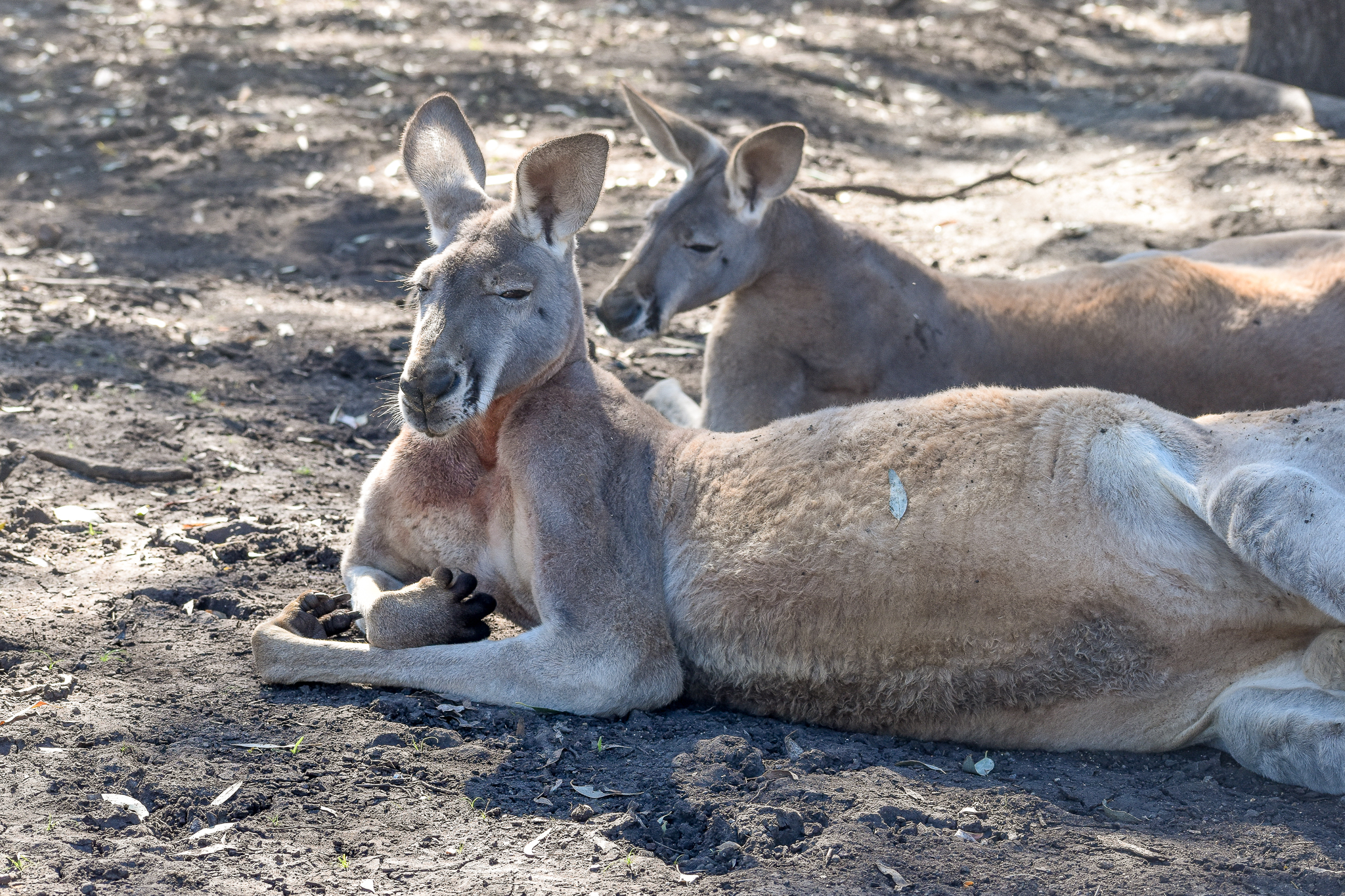 Red Kangaroo