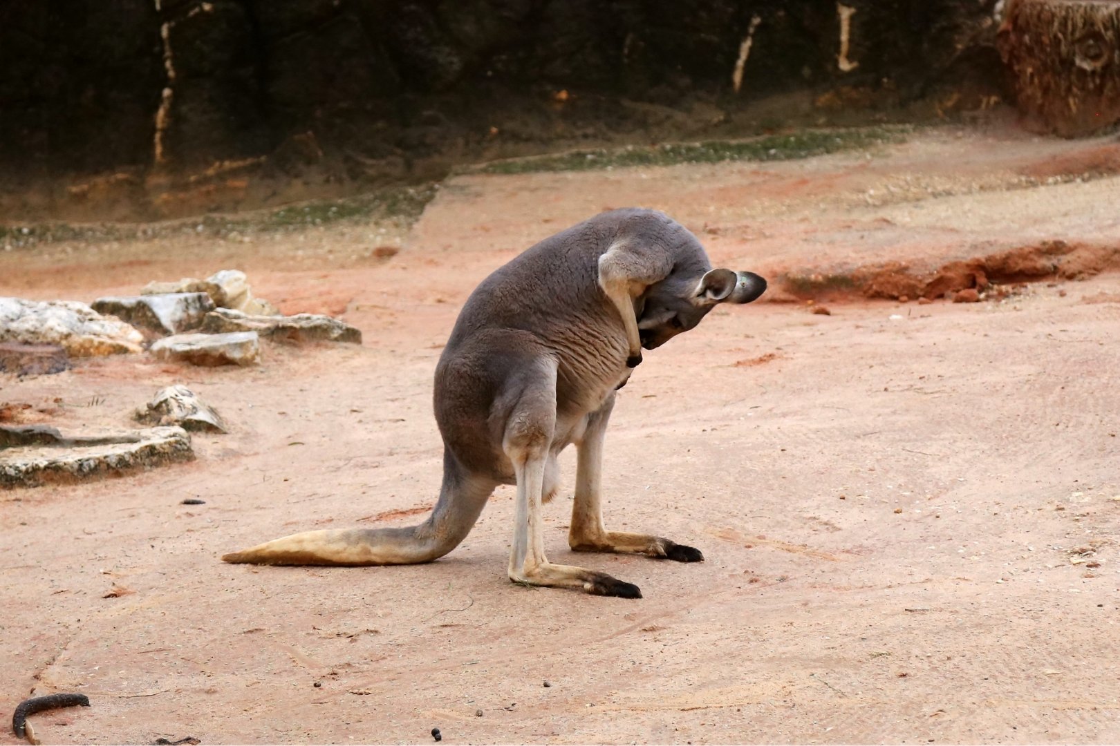 Red Kangaroo