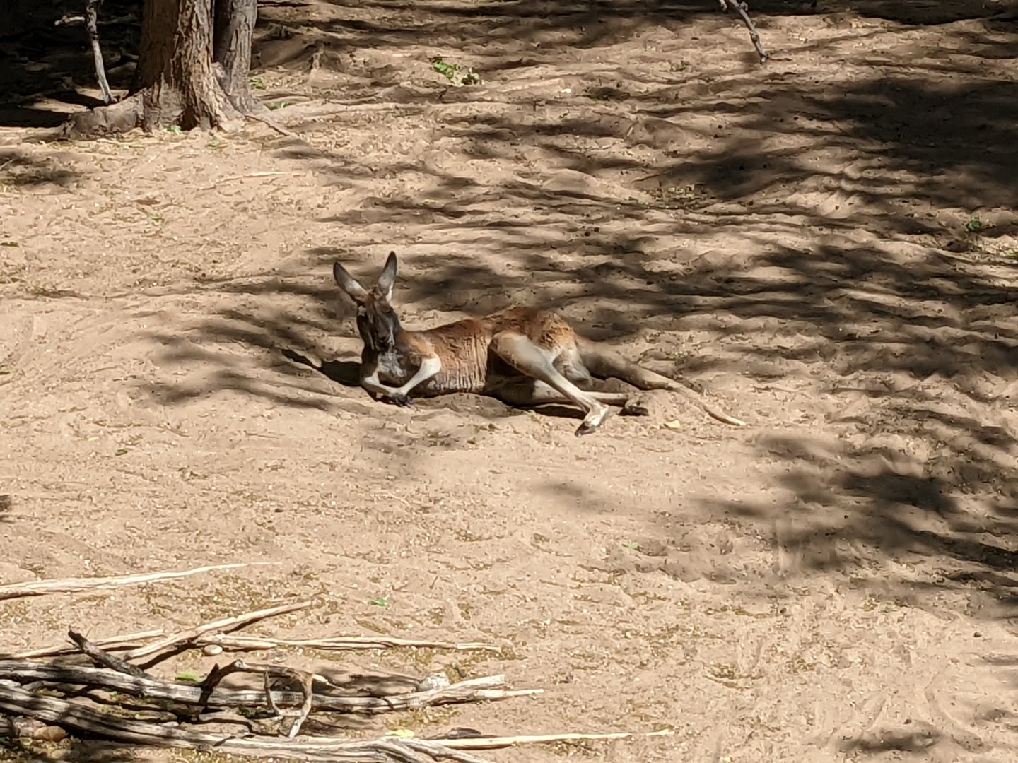Red kangaroo