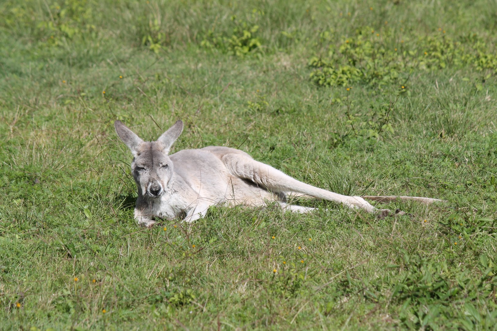 Red Kangaroo