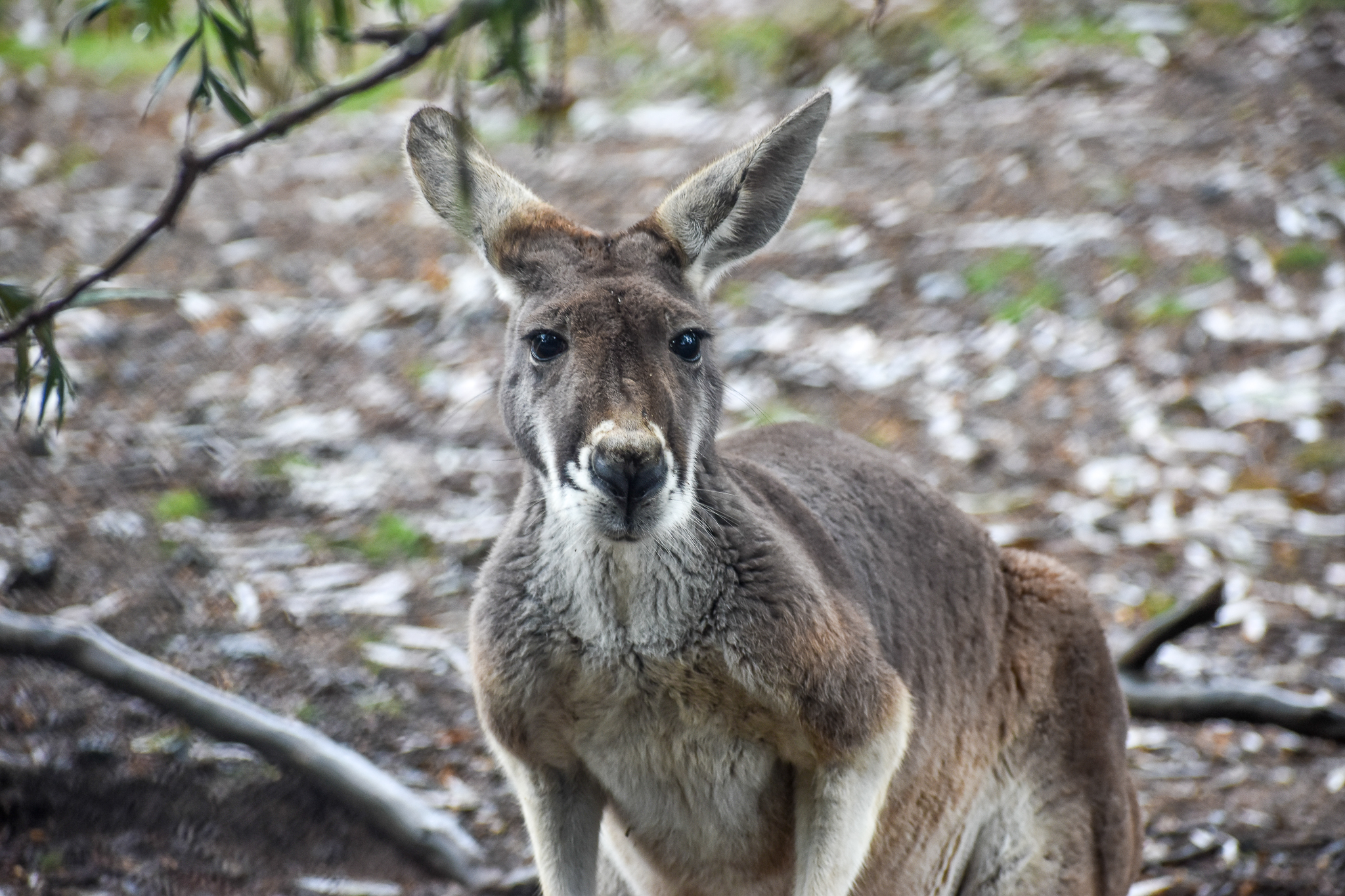 Red Kangaroo