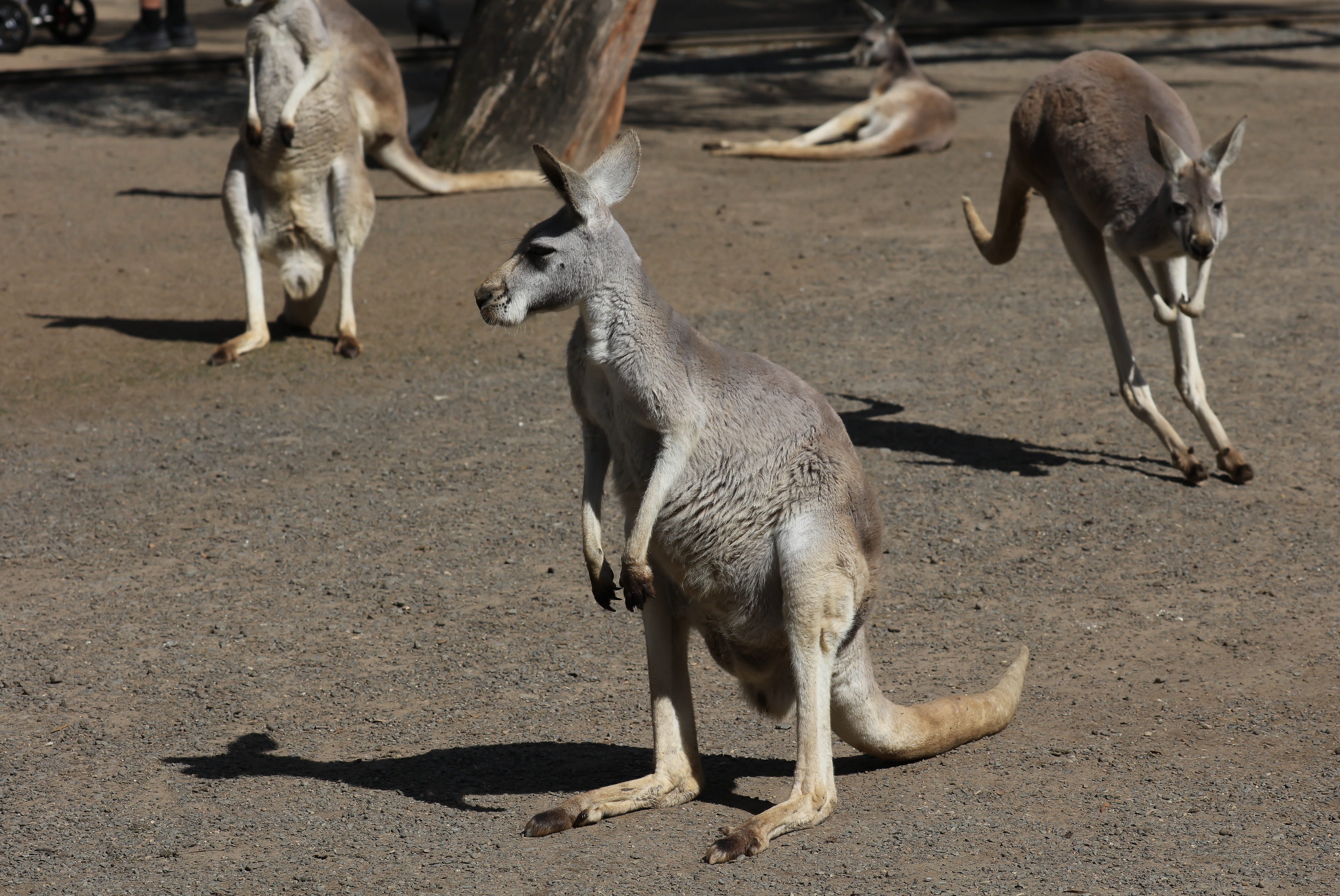 Red Kangaroo