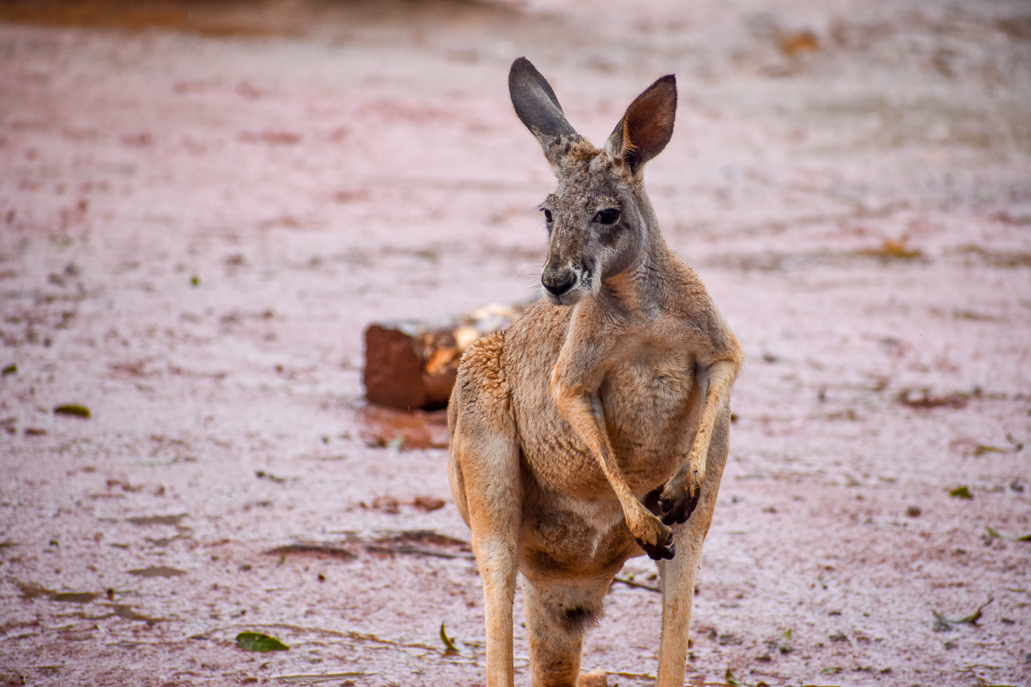 Red Kangaroo