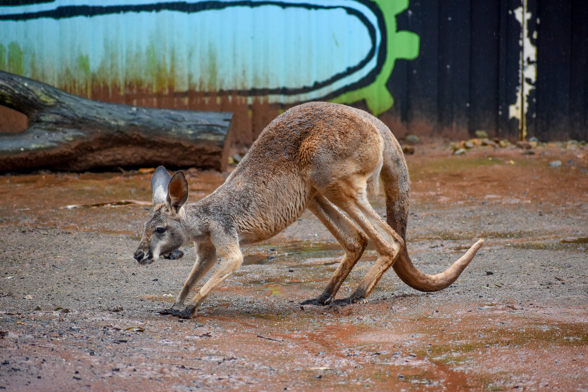 Red Kangaroo