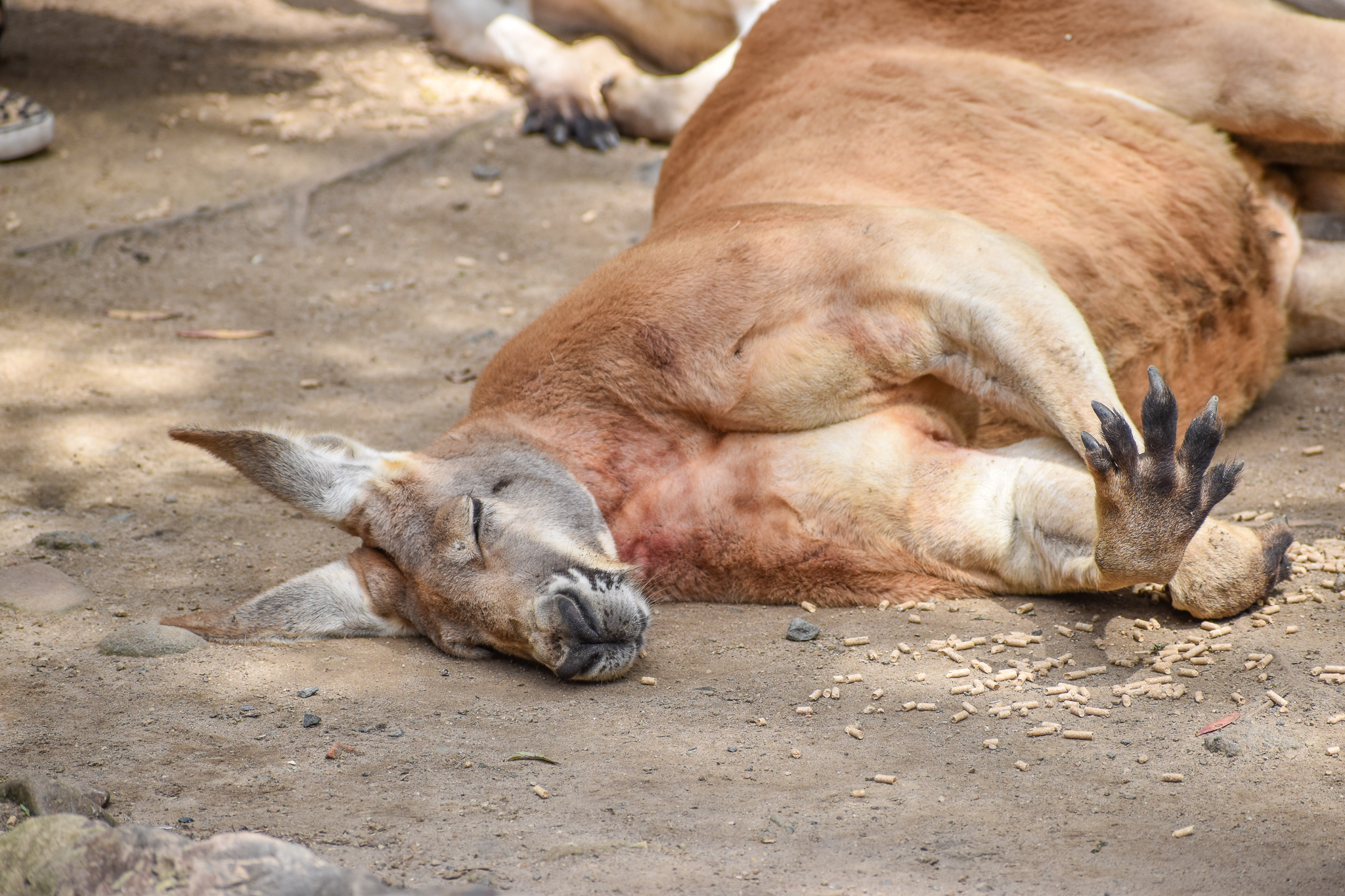 Red Kangaroo
