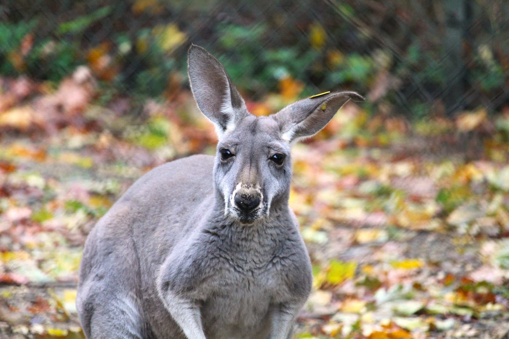 Red Kangaroo