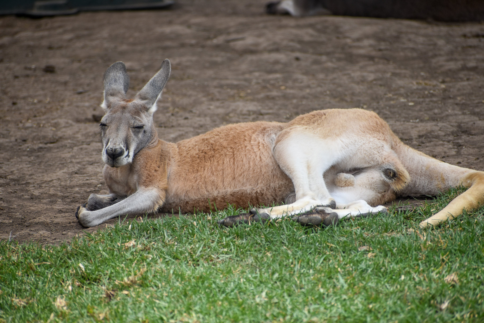 Red Kangaroo