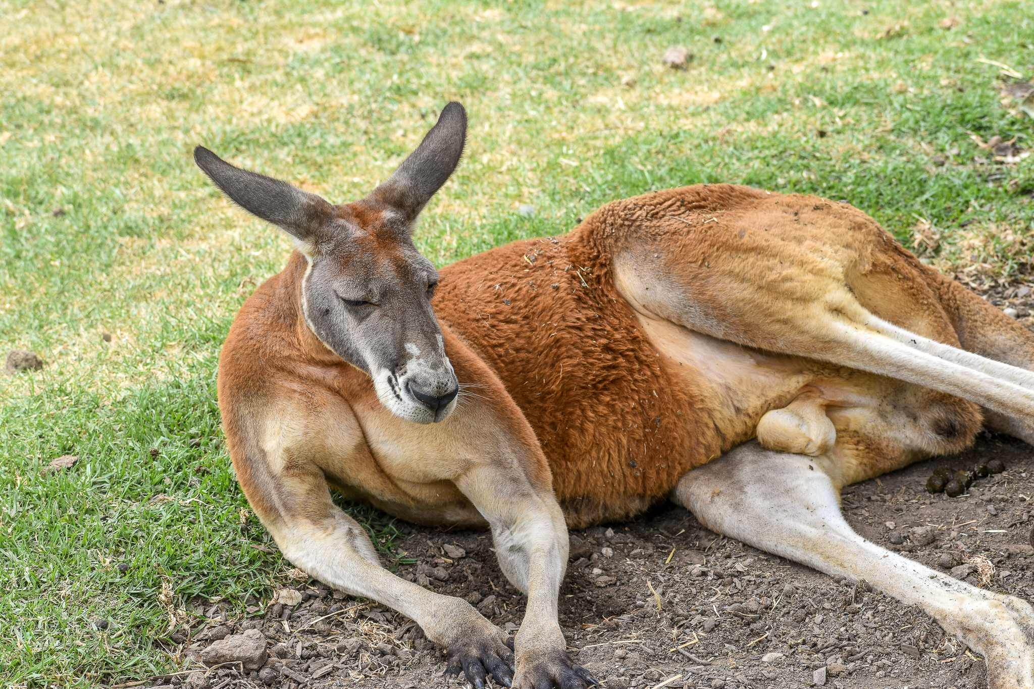 Red Kangaroo