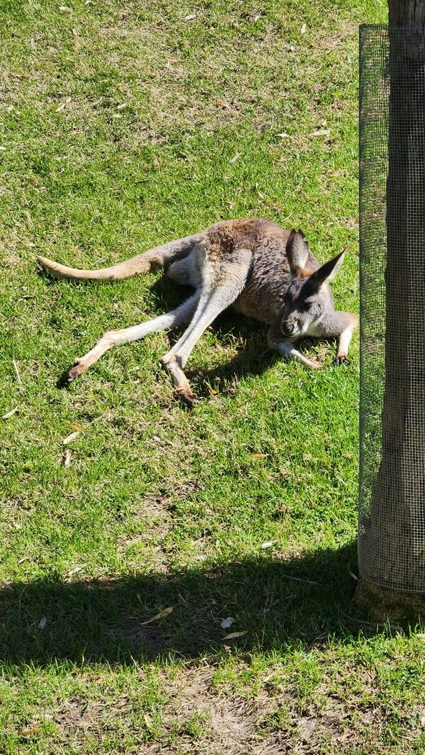 Red Kangaroo