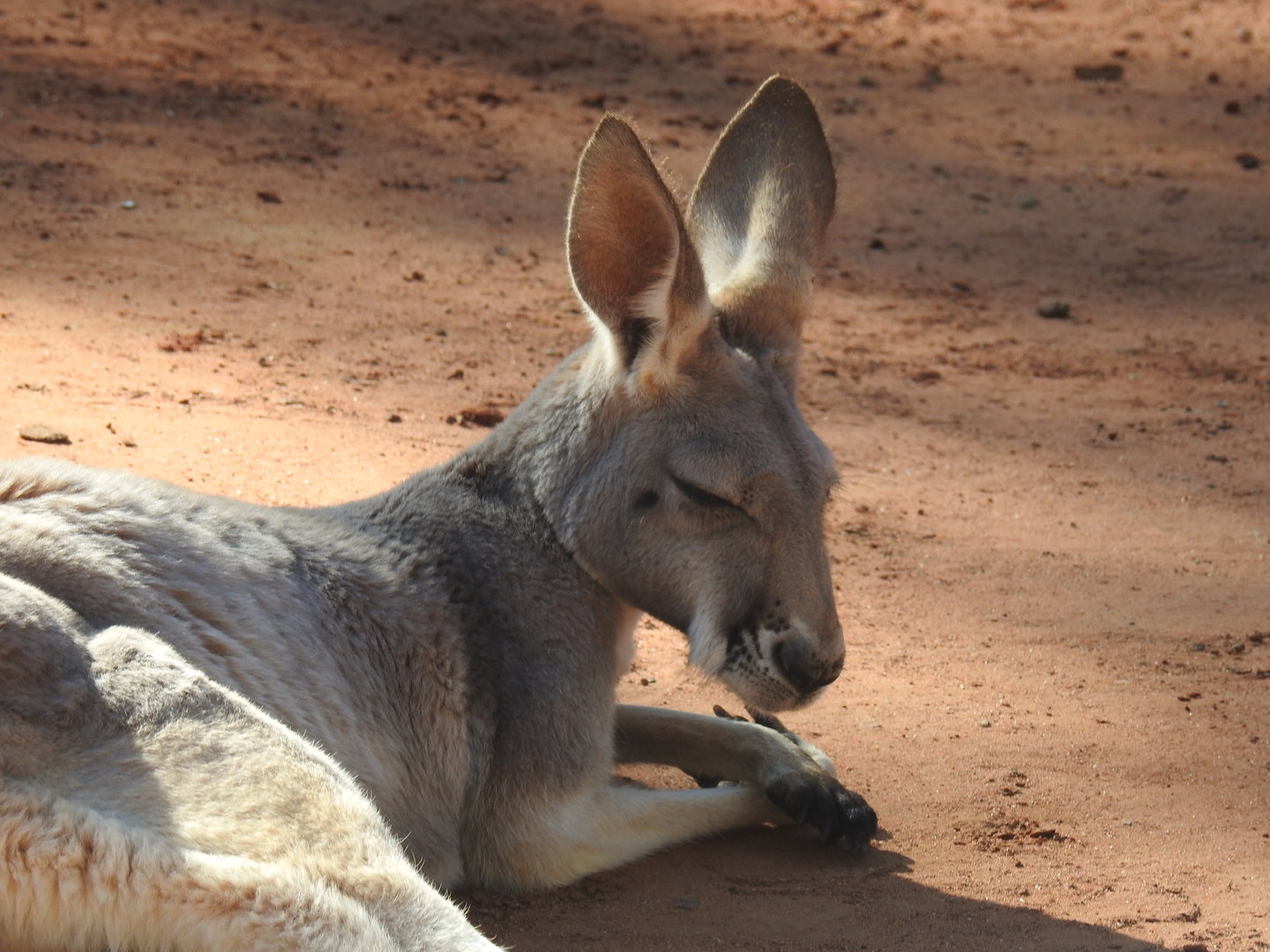 Red Kangaroo