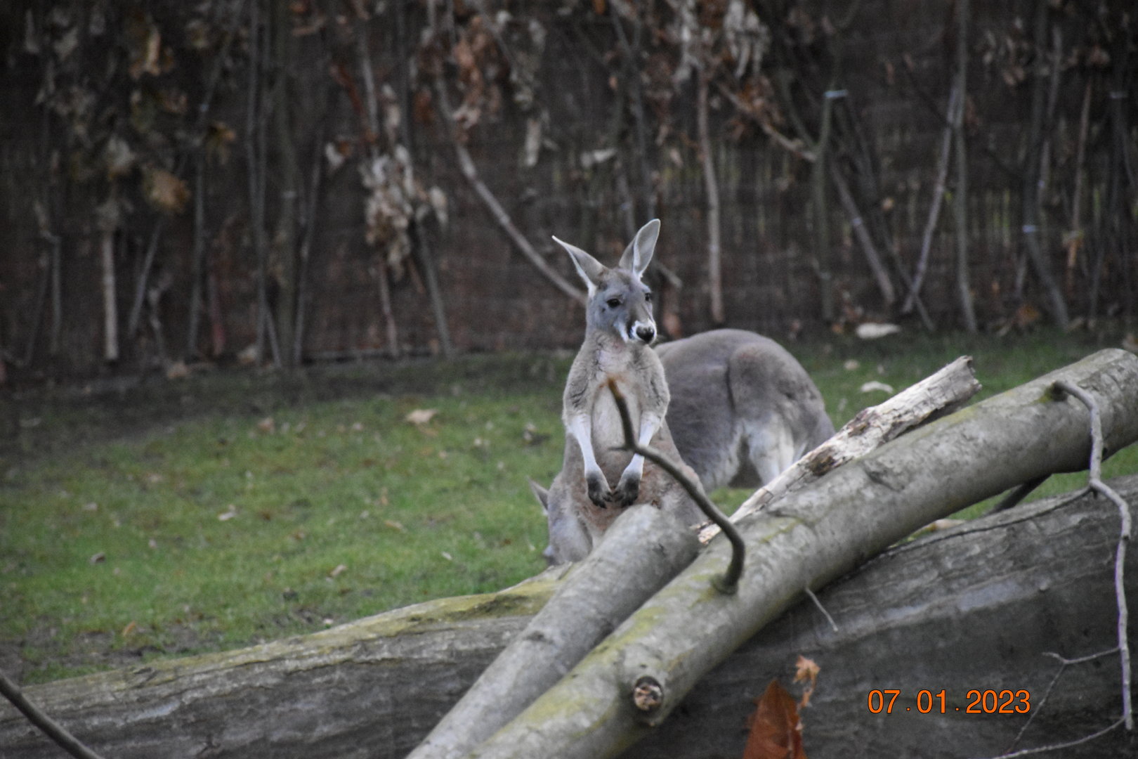 Red kangaroo