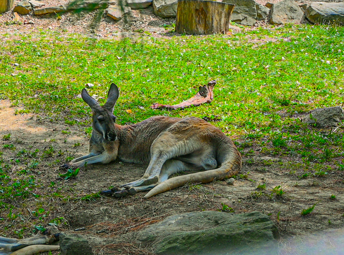 Red Kangaroo